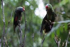 Xaman-ha Aviary